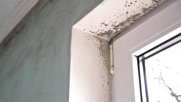 Best Certified Mold Removal  in Wadley, GA