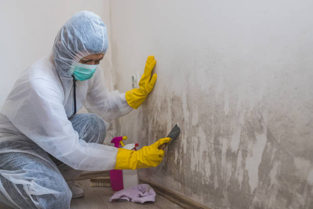 Best Local Mold Removal Service  in Wadley, GA