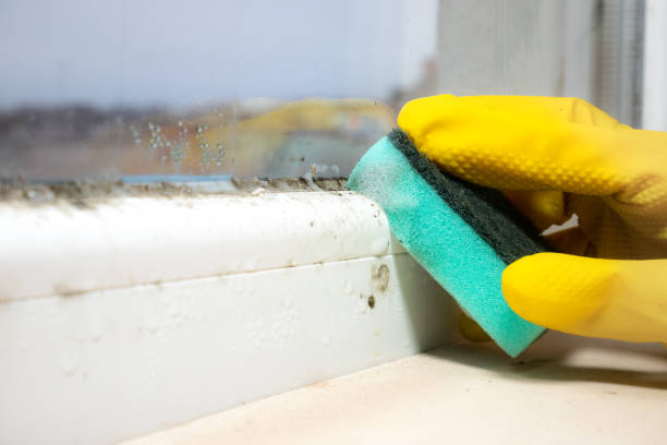 Best Black Mold Removal  in Wadley, GA