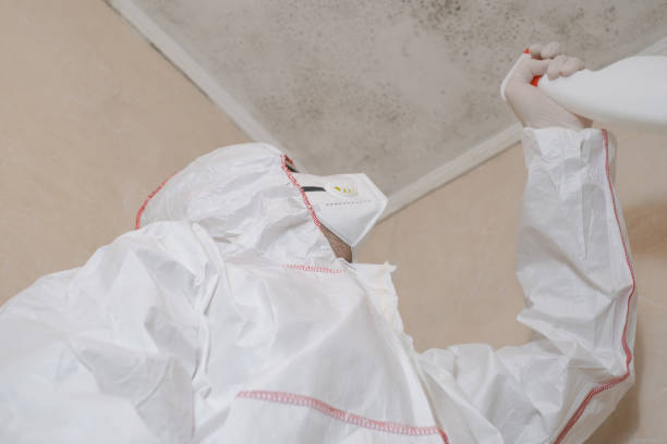 Certified Mold Removal in Wadley, GA