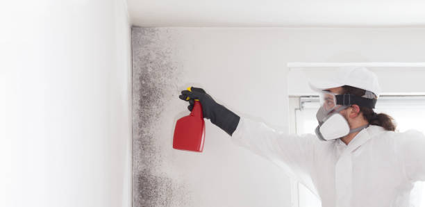 Best Same-Day Mold Removal  in Wadley, GA