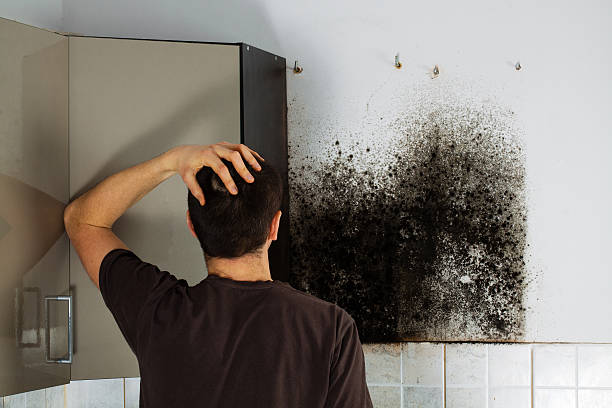 Best Mold Damage Repair  in Wadley, GA