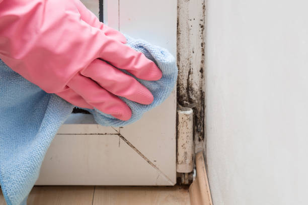 Trusted Wadley, GA Mold Removal Experts