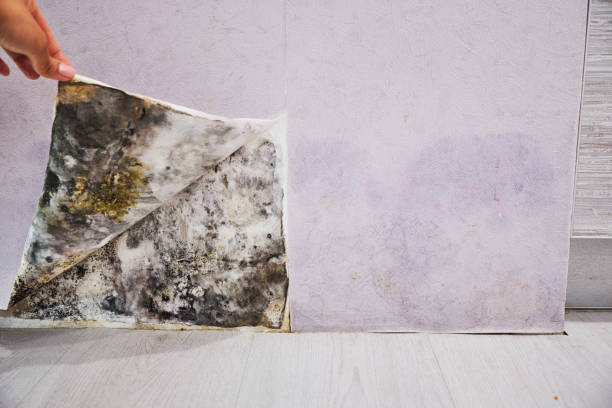 Best Residential Mold Removal  in Wadley, GA